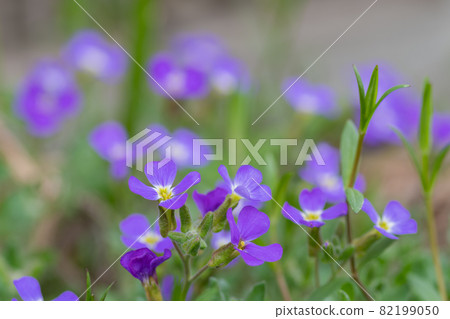 可愛的紫色水芹花 可愛的紫色水芹花 82199050