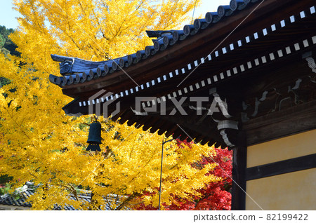 Ginkgo and autumn leaves over the roof of the temple at Nanzenji Temple in Kyoto in late autumn 82199422