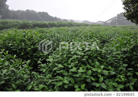 中國,杭州,中國茶葉博物館,龍井茶園 中國,杭州,中國茶葉博物館,龍井茶園 82199685