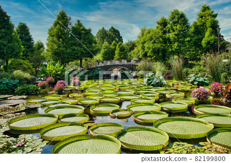 滋賀縣水上植物公園水之森 2021 夏季 滋賀縣水上植物公園水之森 2021 夏季 82199800