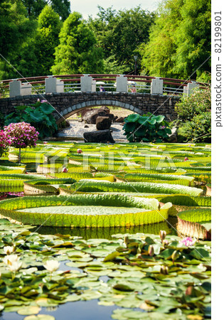 滋賀縣水上植物公園水之森 2021 夏季 82199801