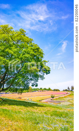 群馬縣太田市八王子山公園花景 82200046