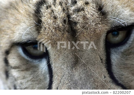 獵豹的眼睛向上 82200207