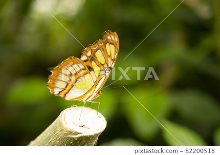 Swallowtail butterfly, Papilio machaon closeup with green backround Swallowtail butterfly, Papilio machaon closeup with green backround 82200518