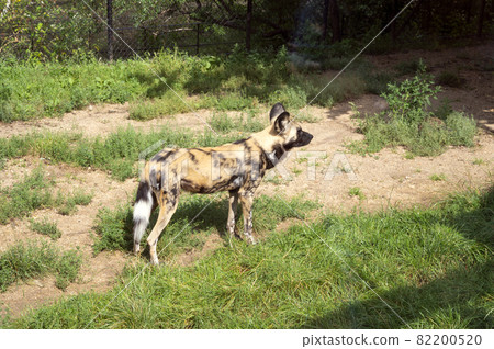 Group of African wild dogs (Lycaon pictus), highly endangered species of Africa in London Zoo 82200520