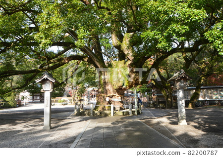 鳴門市指定天然紀念物“奧須”（大旭神社/德島縣鳴門市大淺町坂東廣塚13號） 82200787