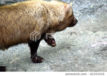 Bush dog up Bush dog up 82201016
