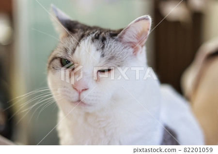 Up of a cute cat with a bee pattern 82201059