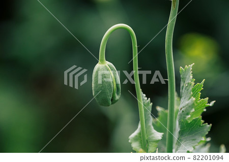 Blooming poppy flowers with a closed bud in the garden. 82201094