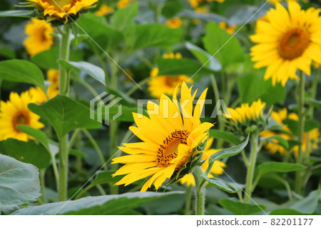 向日葵的花朵 82201177