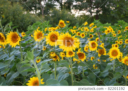 Sunflower flowers 82201192