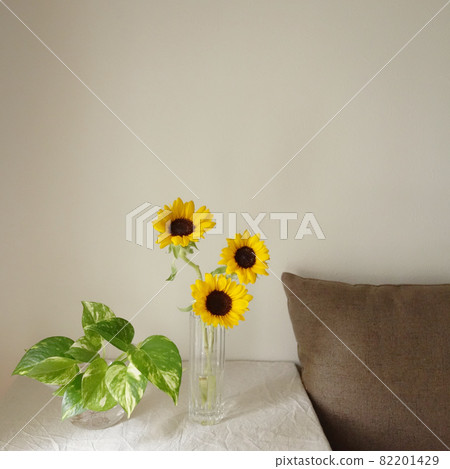 Stock Photos: Potos and Sunflowers Stock Photos: Potos and Sunflowers 82201429