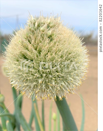 Green onion shaved 82201642