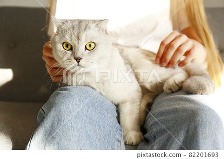Funny looking grey and white cat indoors. Funny looking grey and white cat indoors. 82201693