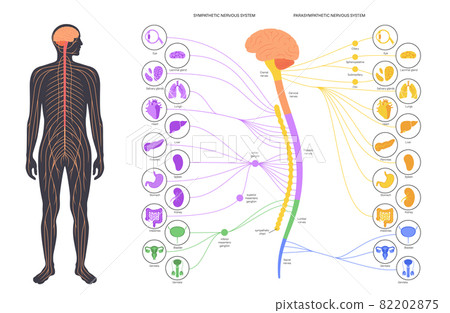 Autonomic nervous system Autonomic nervous system 82202875
