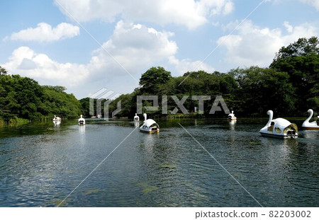 Metropolitan Park Inokashira Park Inokashira Park Inokashira Pond Musashino City and Mitaka City, Tokyo Metropolitan Park Inokashira Park Inokashira Park Inokashira Pond Musashino City and Mitaka City, Tokyo 82203002