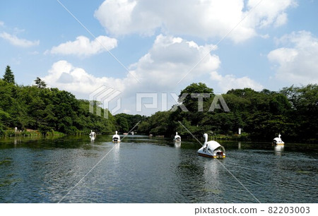 Metropolitan Park Inokashira Park Inokashira Park Inokashira Pond Musashino City and Mitaka City, Tokyo Metropolitan Park Inokashira Park Inokashira Park Inokashira Pond Musashino City and Mitaka City, Tokyo 82203003
