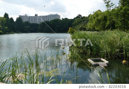 大都會公園井之頭公園井之頭公園井之頭池塘東京武藏野市和三鷹市 大都會公園井之頭公園井之頭公園井之頭池塘東京武藏野市和三鷹市 82203016