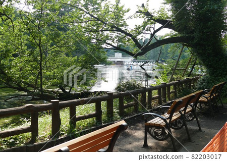 大都會公園井之頭公園井之頭公園井之頭池塘東京武藏野市和三鷹市 大都會公園井之頭公園井之頭公園井之頭池塘東京武藏野市和三鷹市 82203017