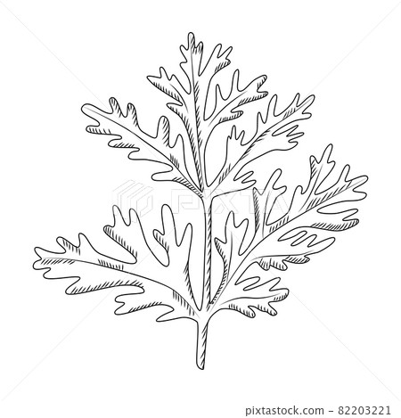 Wormwood isolated on white background. Wild plant in engraved style. Wormwood isolated on white background. Wild plant in engraved style. 82203221