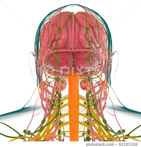 Human Brain Anatomy For Medical Concept 3D Rendering Human Brain Anatomy For Medical Concept 3D Rendering 82203326