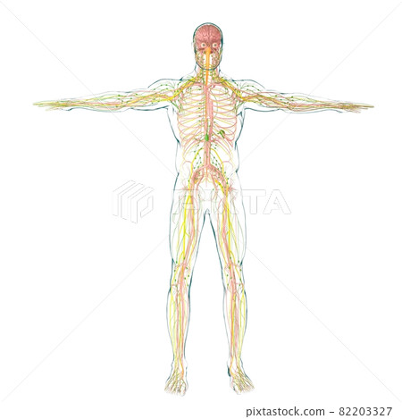 Human Brain Anatomy For Medical Concept 3D Rendering Human Brain Anatomy For Medical Concept 3D Rendering 82203327