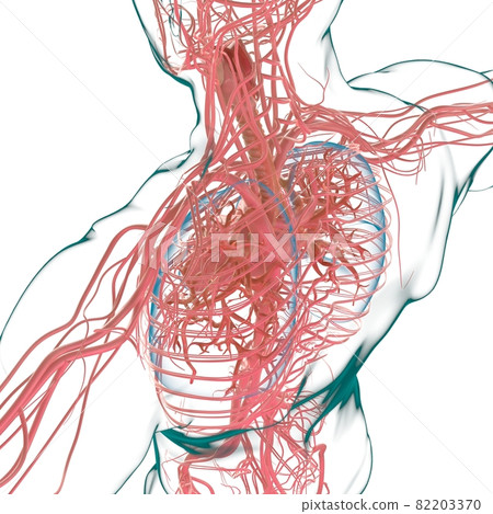 Lungs Human Respiratory System Anatomy For Medical Concept 3D Rendering 82203370