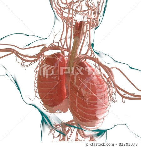 Lungs Human Respiratory System Anatomy For Medical Concept 3D Rendering 82203378