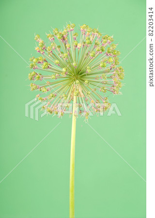 Purple alium onion flower Purple alium onion flower 82203414