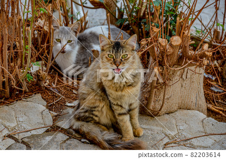 Cats out in the sun 82203614