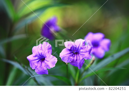 紫花, 芸香, 芸香, 芸香, 芸香, 芸香, 芸香, 芸香 紫花, 芸香, 芸香, 芸香, 芸香, 芸香, 芸香, 芸香 82204251