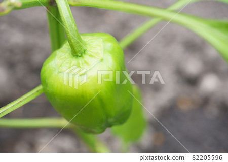Bell peppers planted and grown in the field Bell peppers planted and grown in the field 82205596