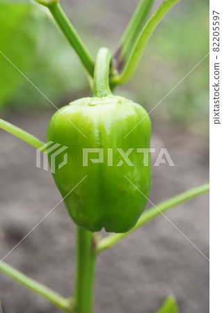 Bell peppers planted and raised in the field 82205597