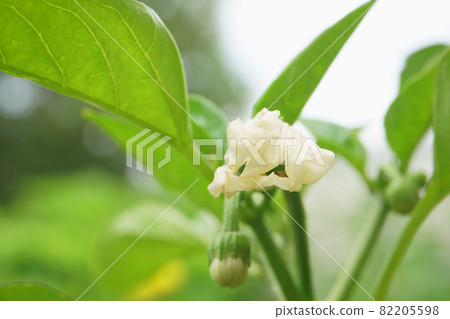 Bell pepper flowers planted in the field 82205598