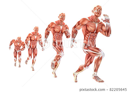 Running man anatomy. Medical illustration. Isolated. Contains clipping path Running man anatomy. Medical illustration. Isolated. Contains clipping path 82205645