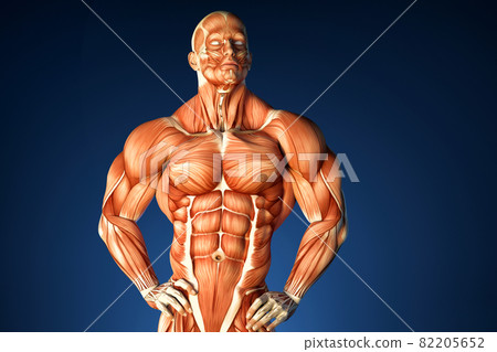 Bodybuilder anatomy. Contains clipping path 82205652