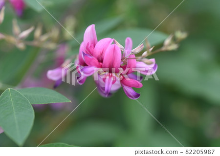 秋七草萩花 秋七草萩花 82205987