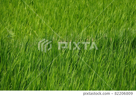 Early summer paddy fields Early summer paddy fields 82206809