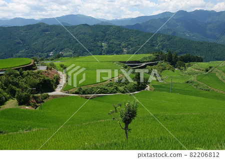 Takasu rice terraces in early summer 82206812