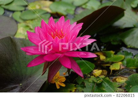 Red water lily flowers 82206815