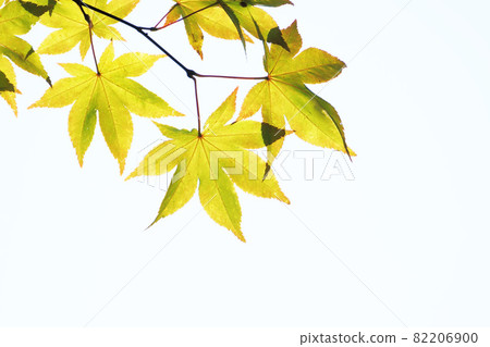 Fresh yellow maple leaves 82206900