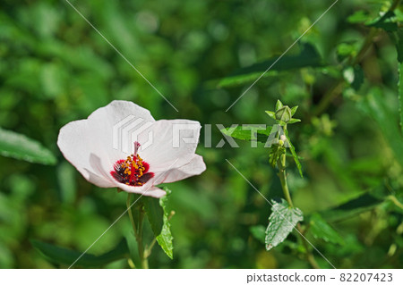 White flowers of Confederate rose 82207423