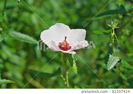 White flowers of Confederate rose 82207424