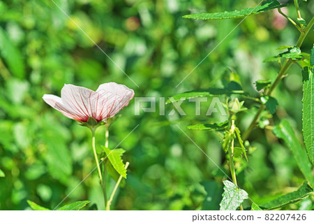 White flowers of Confederate rose 82207426