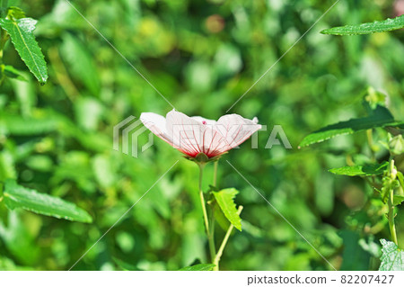 邦聯玫瑰的白花 邦聯玫瑰的白花 82207427