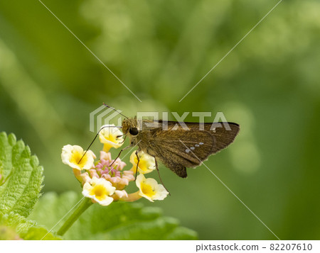 Parnara guttata 來到馬纓丹花 82207610