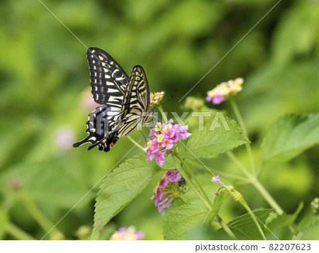 Swallowtail butterfly perching on a lantana flower Swallowtail butterfly perching on a lantana flower 82207623