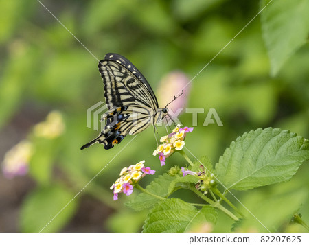 Swallowtail butterfly perching on a lantana flower Swallowtail butterfly perching on a lantana flower 82207625