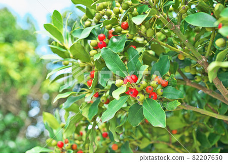 紅色Mochinaki果子 紅色Mochinaki果子 82207650