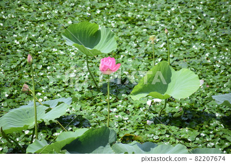 Has swamp lotus field lotus flower 82207674